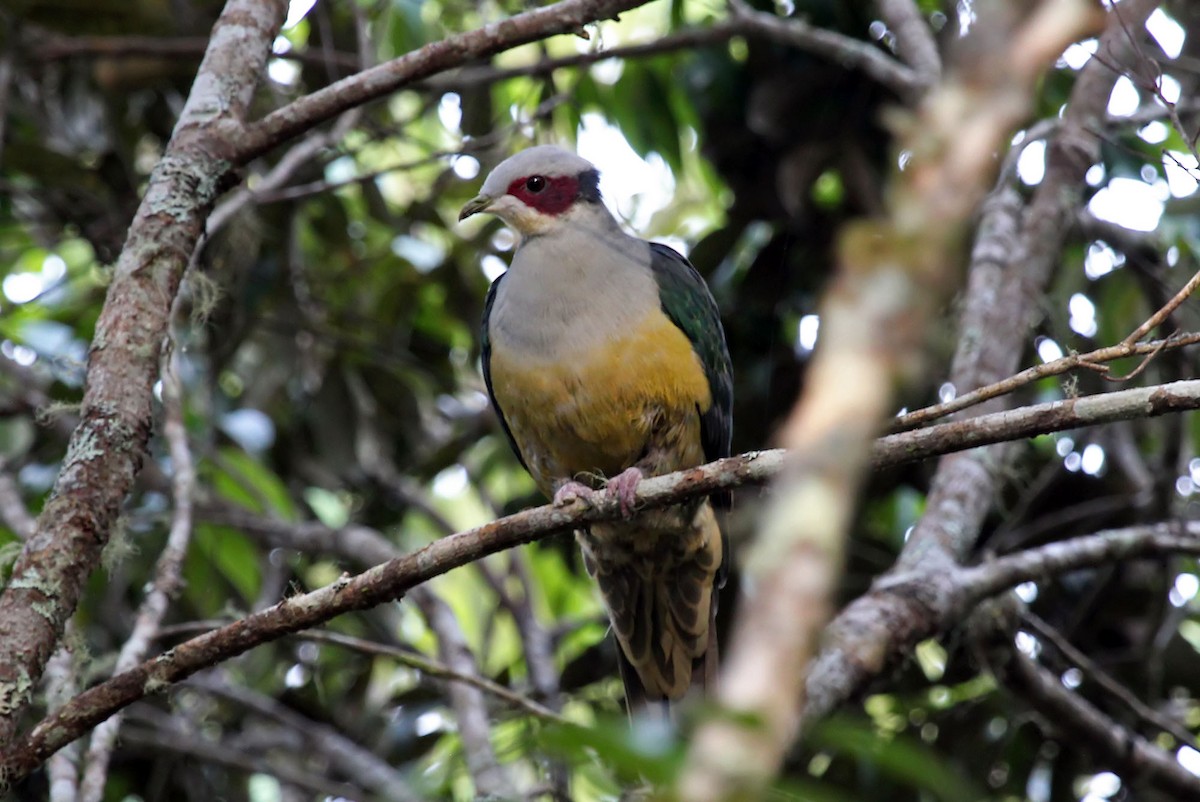 Red-eared Fruit-Dove (Red-eared) - ML204850651