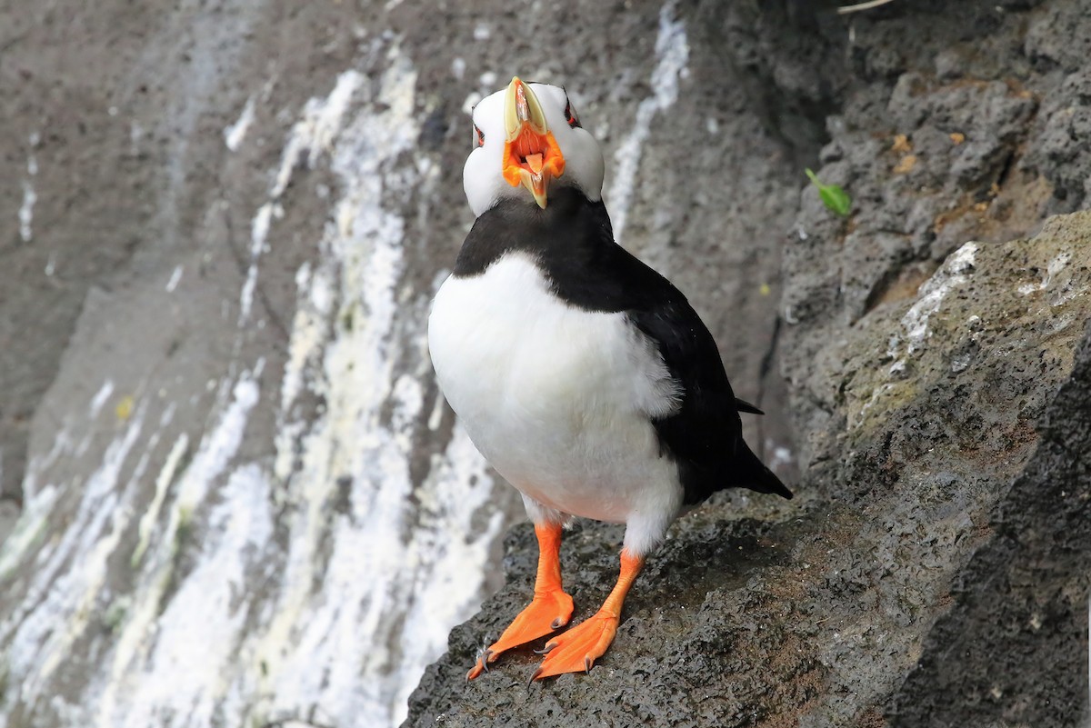 Horned Puffin - ML204850991