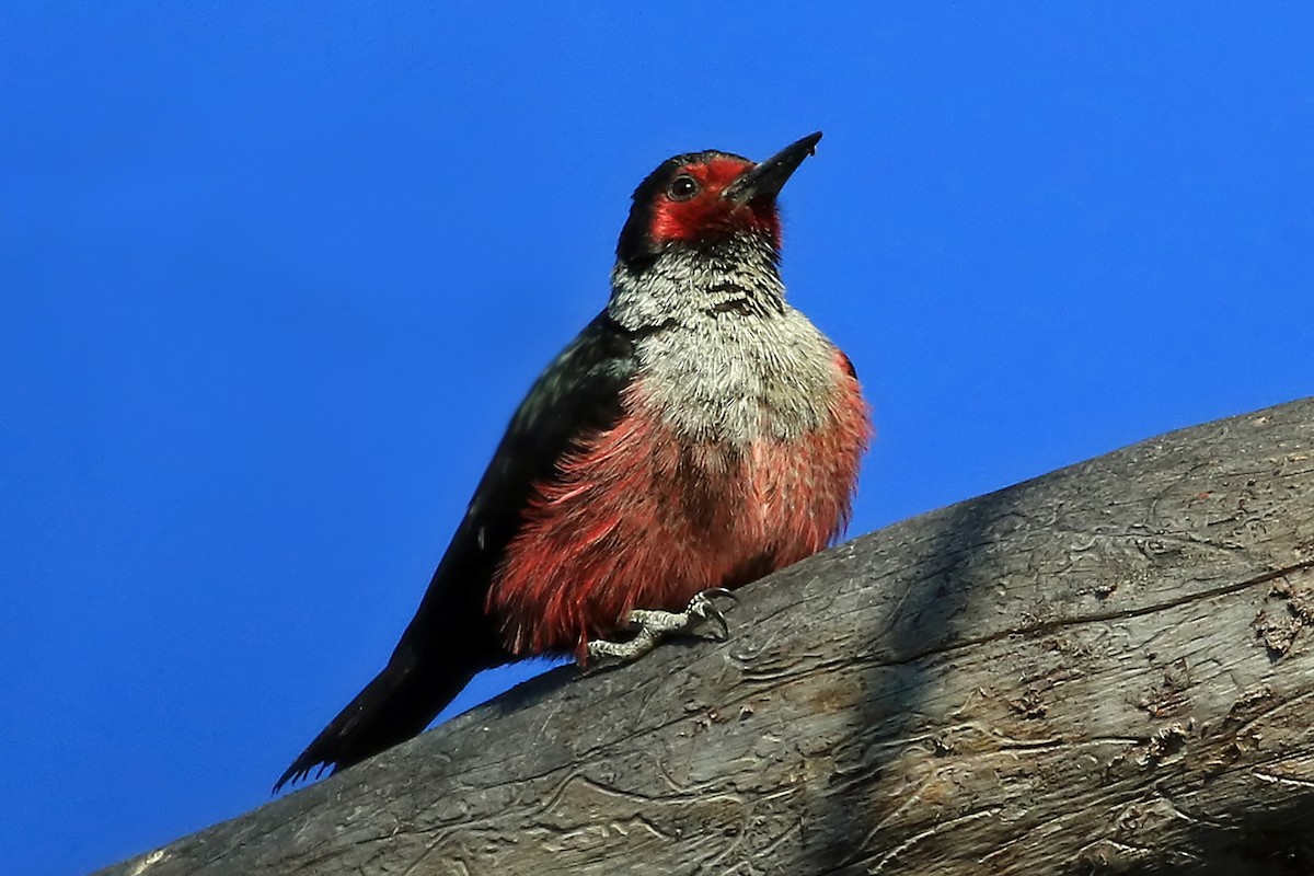 Lewis's Woodpecker - Phillip Edwards