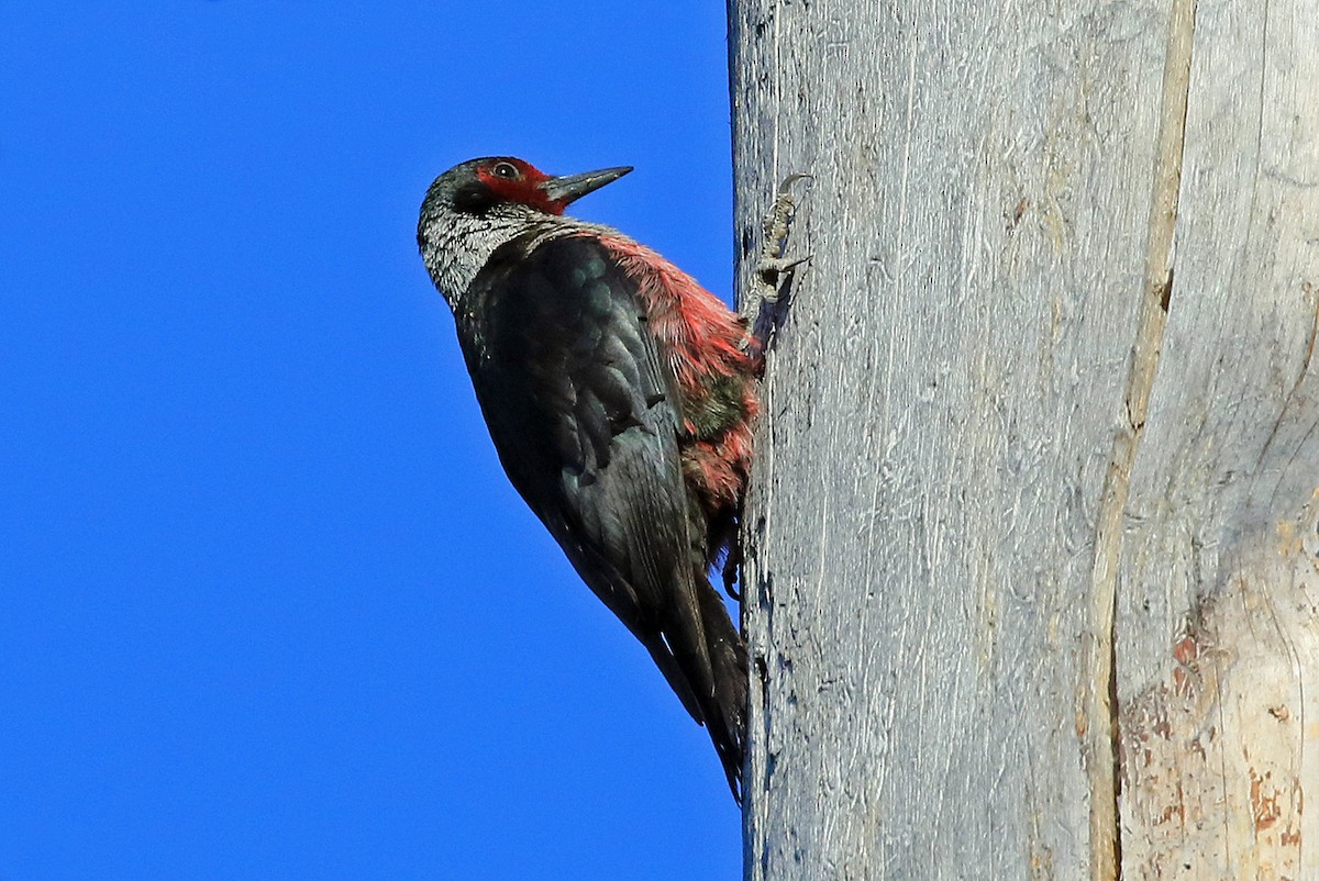 Lewis's Woodpecker - Phillip Edwards
