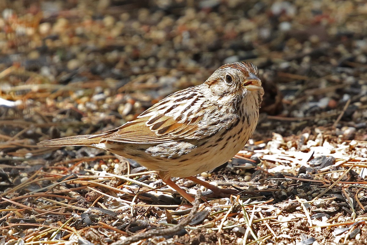 Lincoln's Sparrow - Phillip Edwards