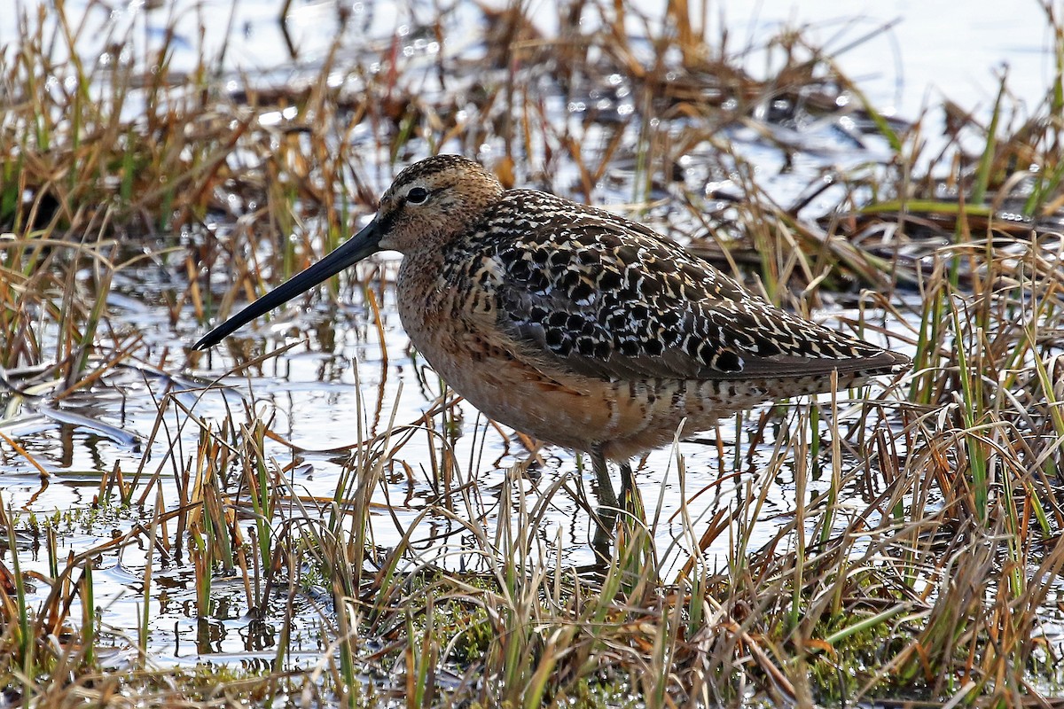 Long-billed Dowitcher - ML204851281