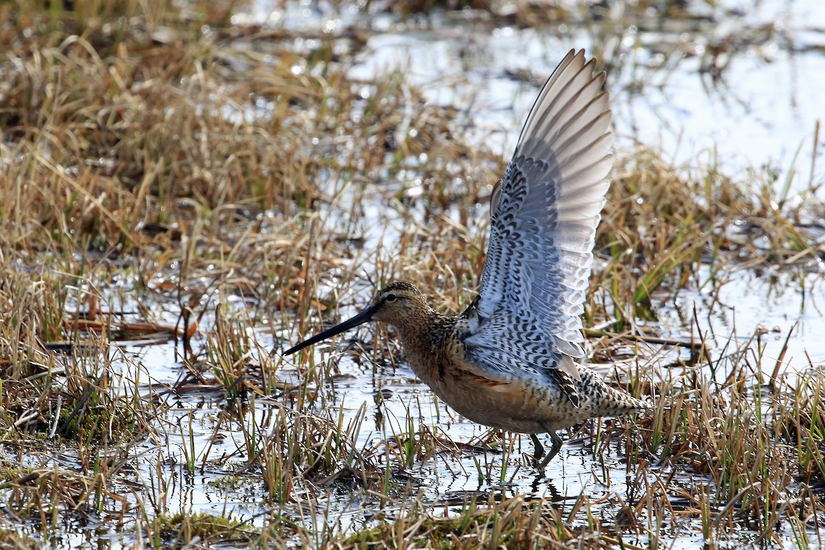 Long-billed Dowitcher - ML204851291