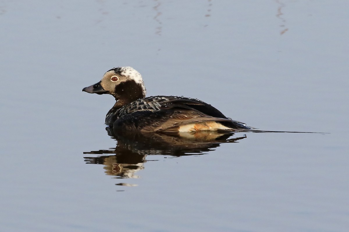 Long-tailed Duck - Phillip Edwards