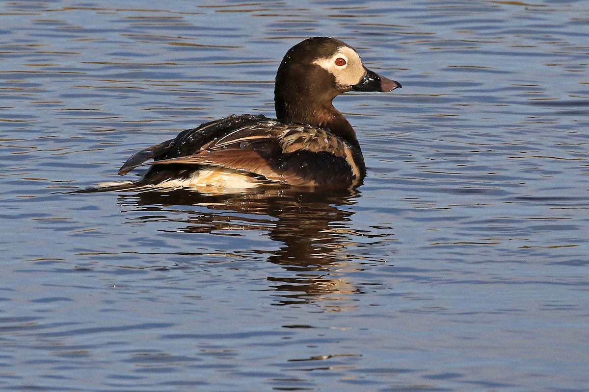 Long-tailed Duck - Phillip Edwards