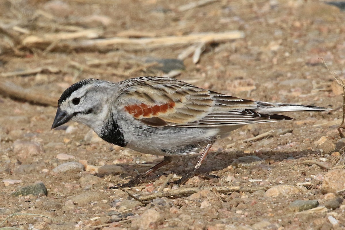 Thick-billed Longspur - Phillip Edwards