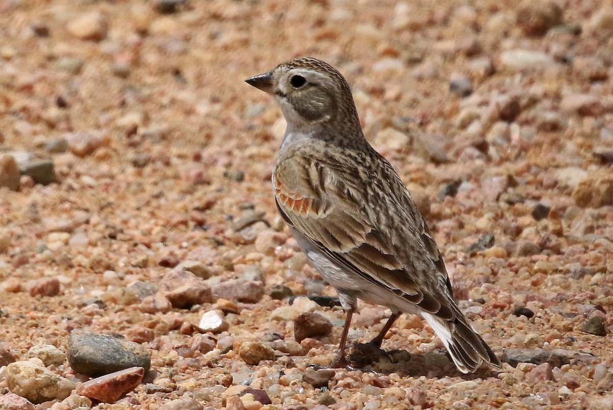 Thick-billed Longspur - ML204851451