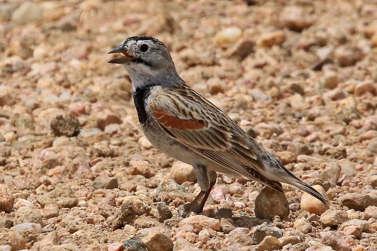 Thick-billed Longspur - Phillip Edwards