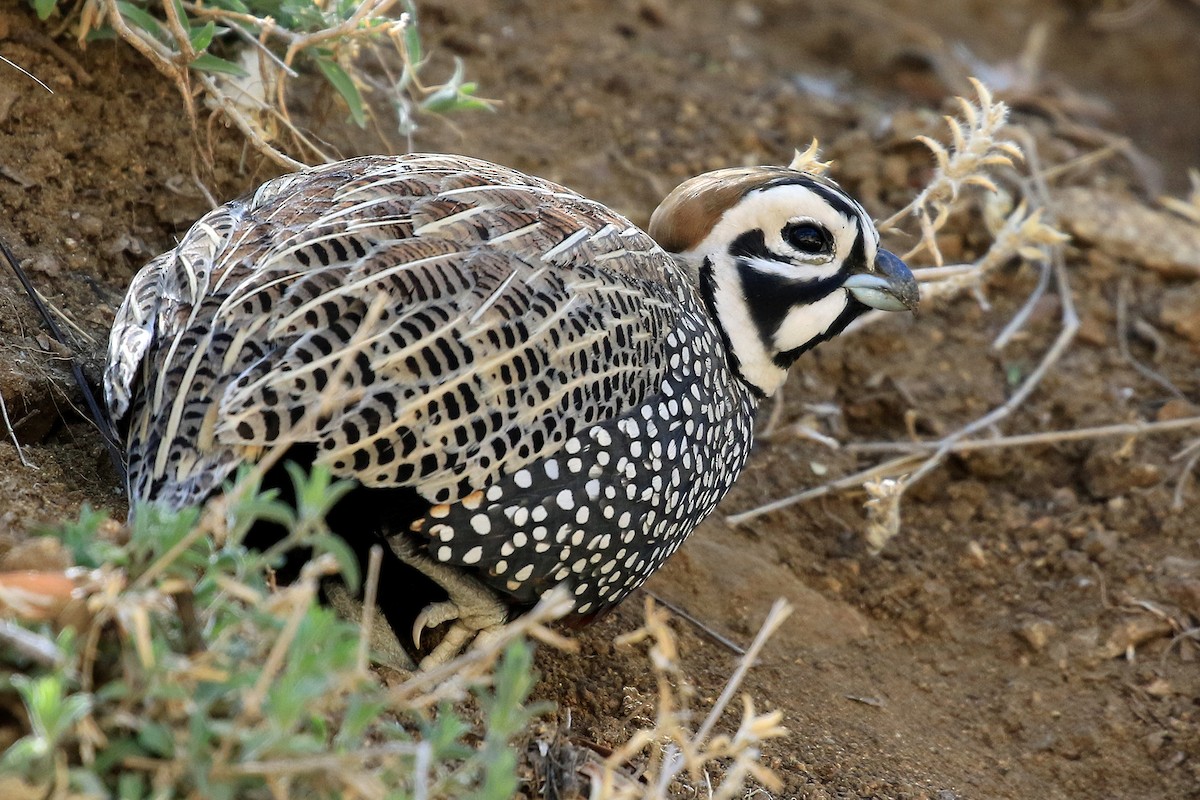 Codorniz de Moctezuma (grupo montezumae) - eBird