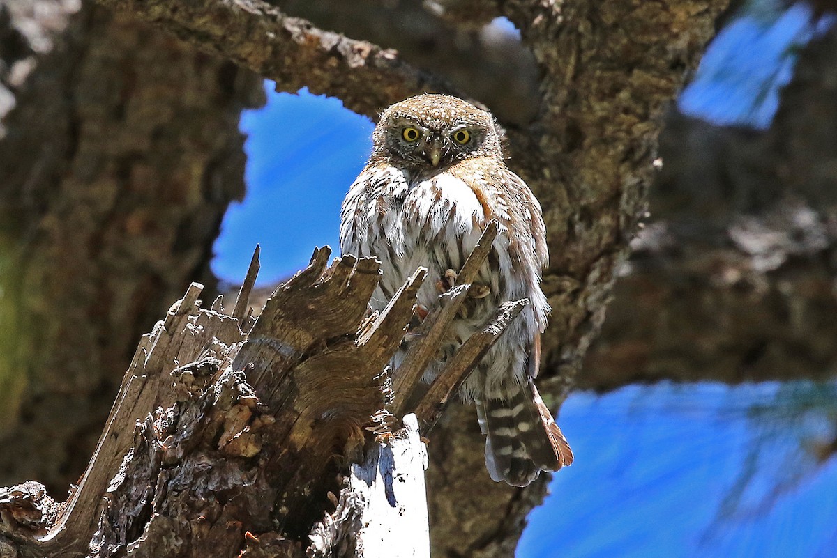 Northern Pygmy-Owl (Mountain) - ML204851541