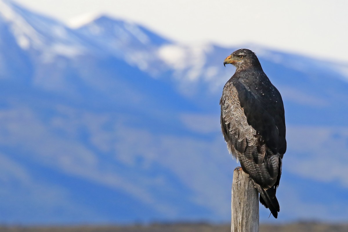Black-chested Buzzard-Eagle - Phillip Edwards