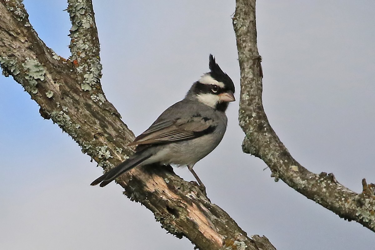 Black-crested Finch - ML204851681