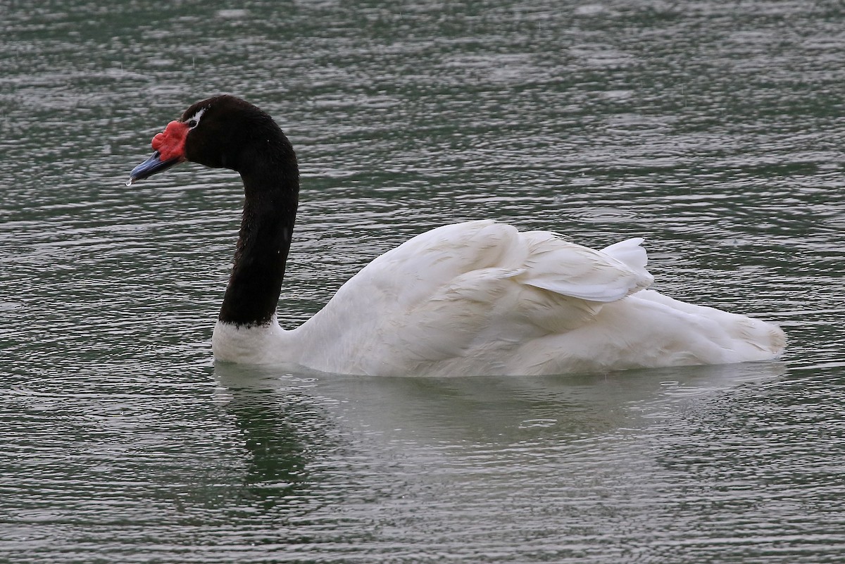 Black-necked Swan - ML204851721
