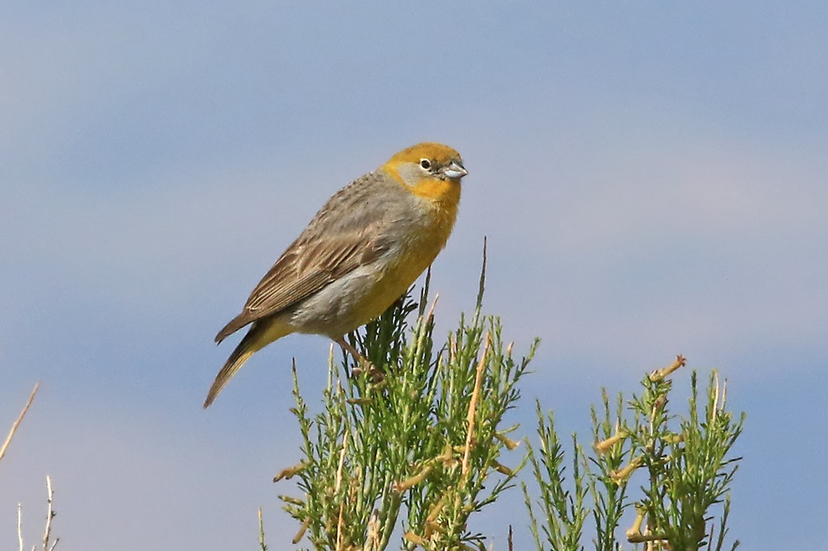 Bright-rumped Yellow-Finch - ML204851741