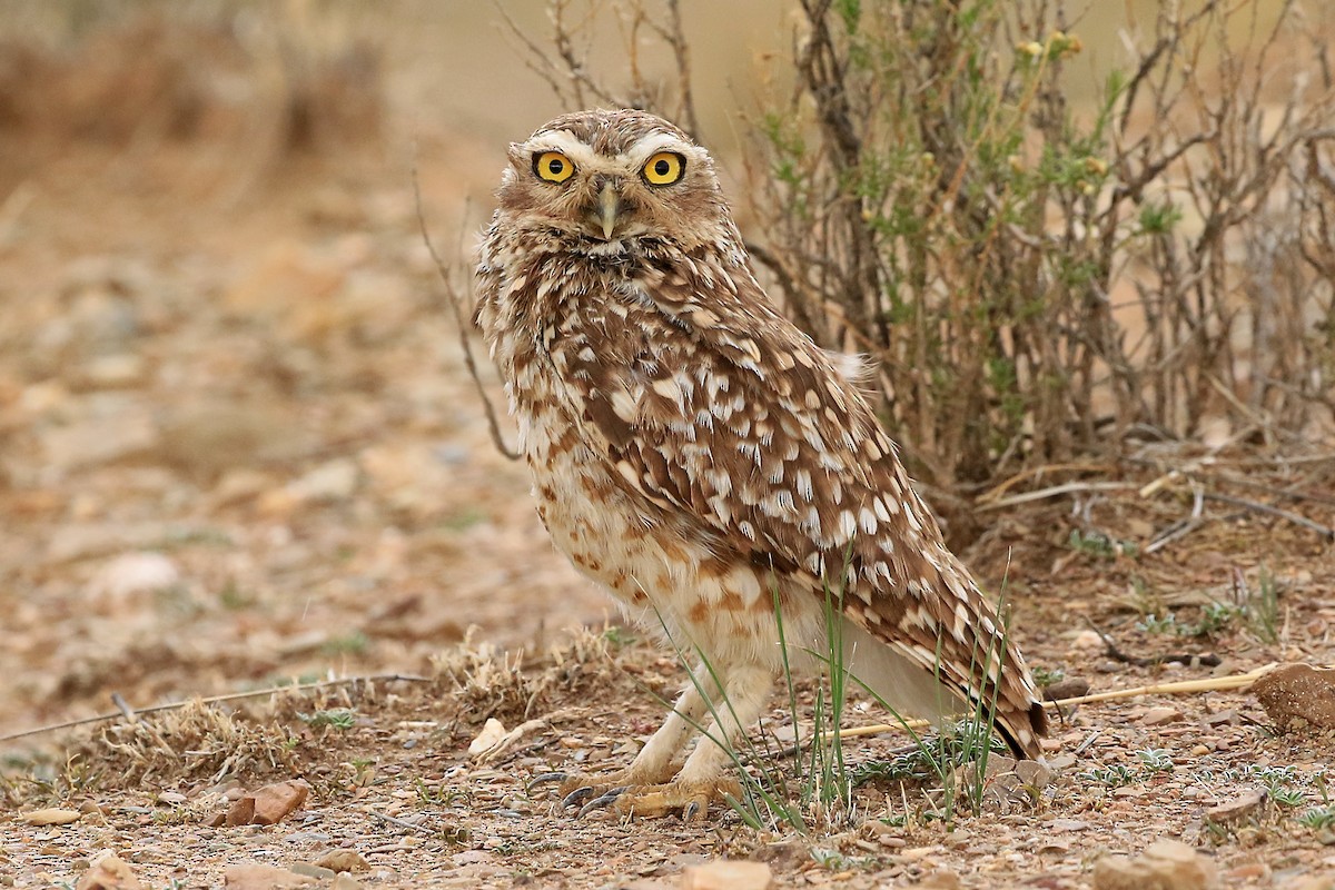 Burrowing Owl (Southern) - Phillip Edwards