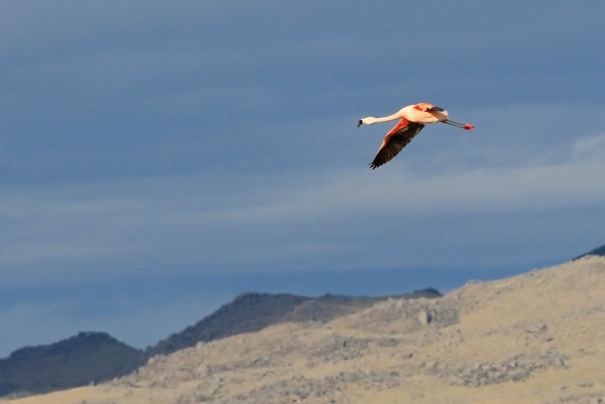 Chilean Flamingo - ML204851951