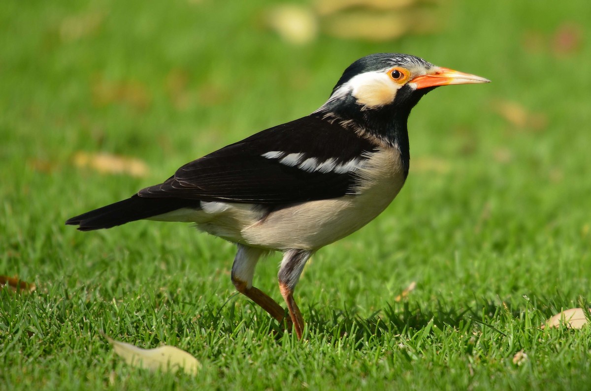 Indian Pied Starling - Yvonne Stevens