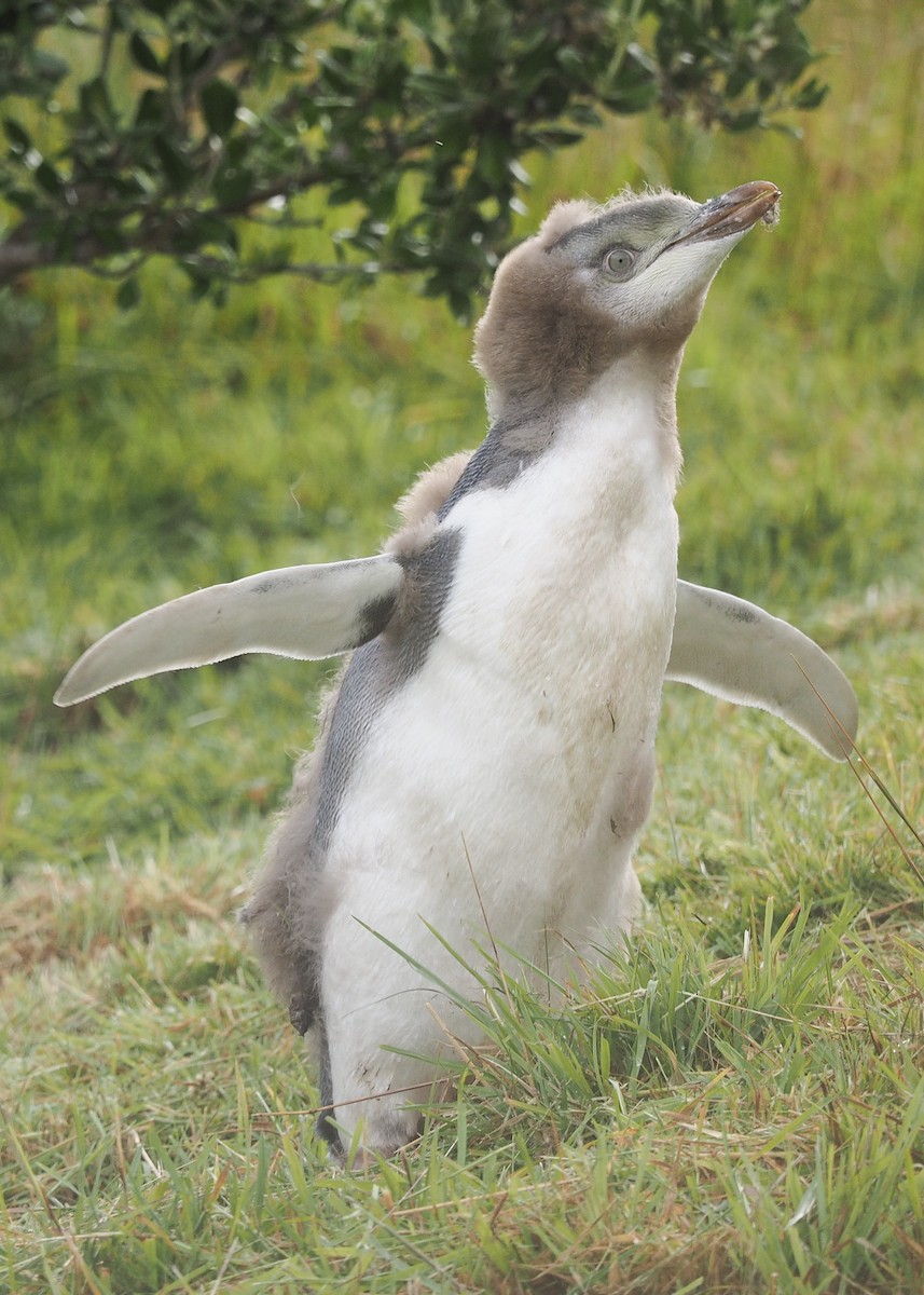 Pingüino Ojigualdo - ML204852421