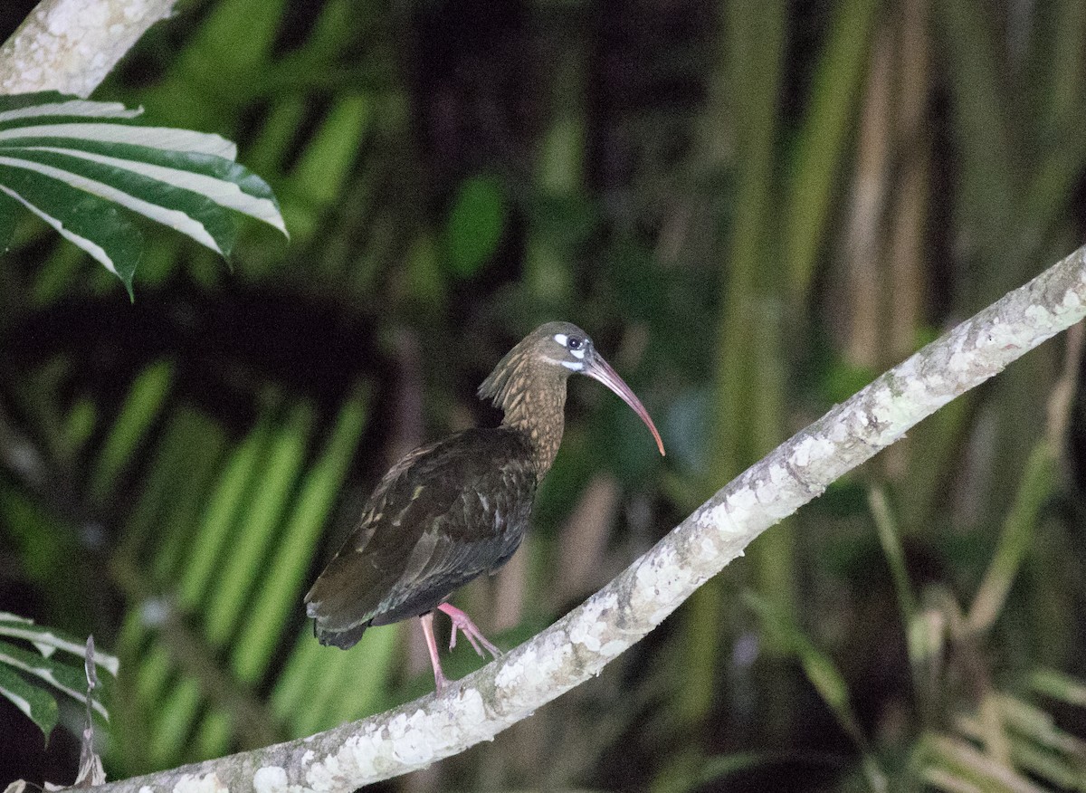 Spot-breasted Ibis - ML204852521
