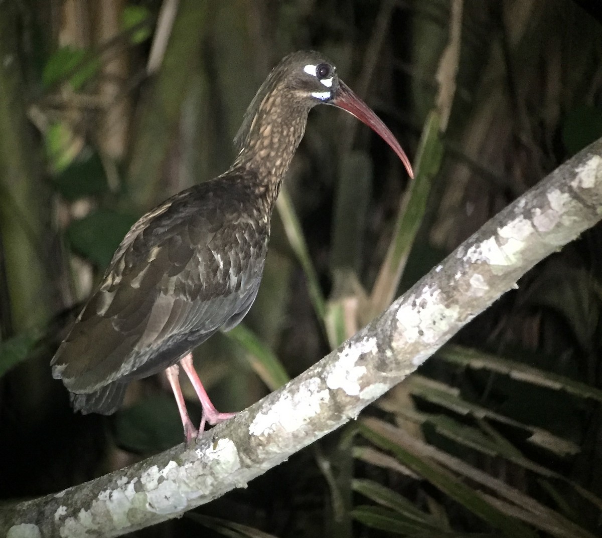 Spot-breasted Ibis - ML204852531