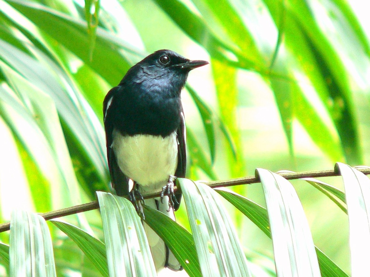 Oriental Magpie-Robin - Duan Ahmad