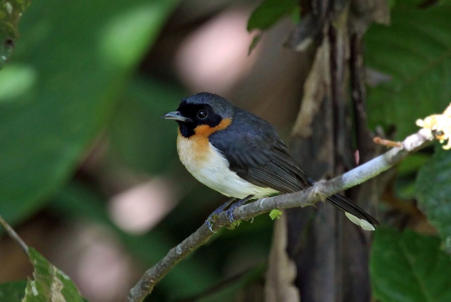 Spectacled Monarch (Halmahera) - eBird