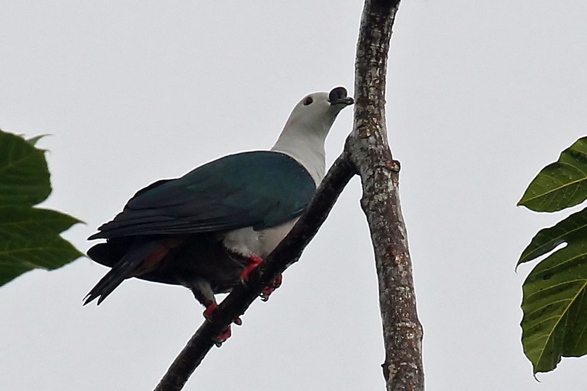 Spice Imperial-Pigeon (Pink-naped) - ML204852701