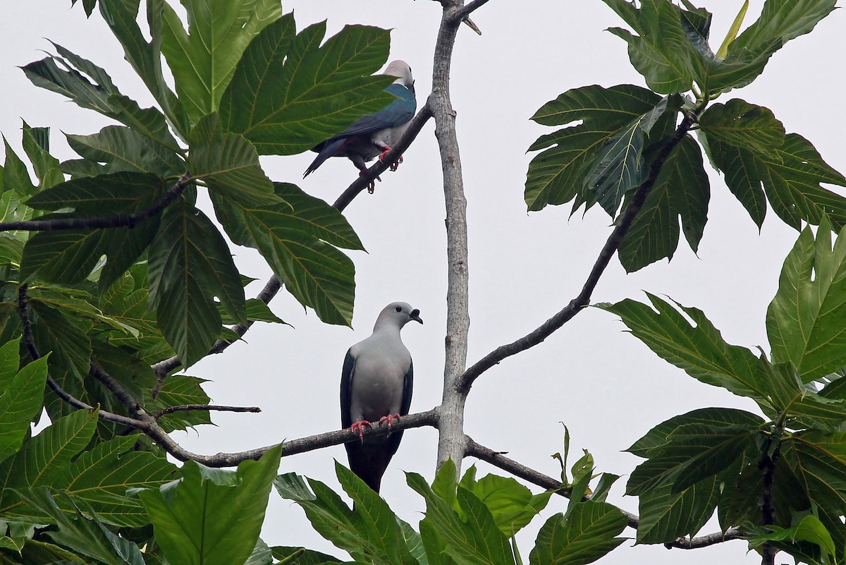 Spice Imperial-Pigeon (Pink-naped) - ML204852711