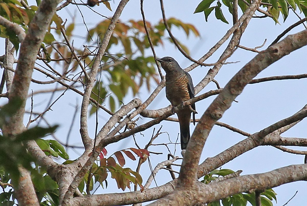 Sulawesi Cicadabird - ML204852811