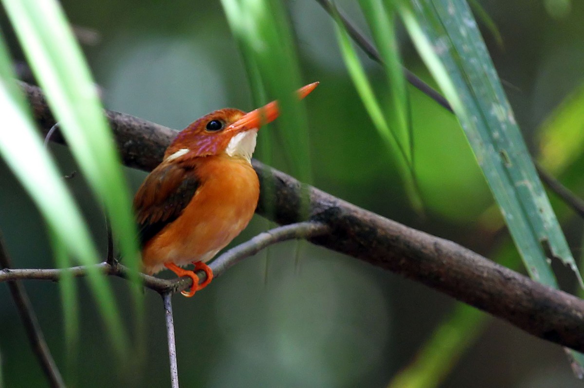 Sulawesi Dwarf-Kingfisher - Phillip Edwards