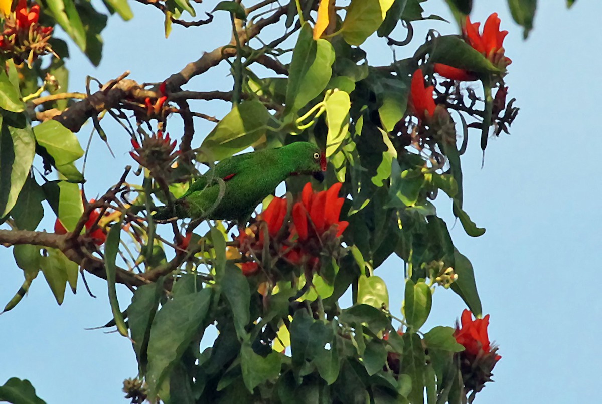 Sulawesi Hanging-Parrot - ML204852861