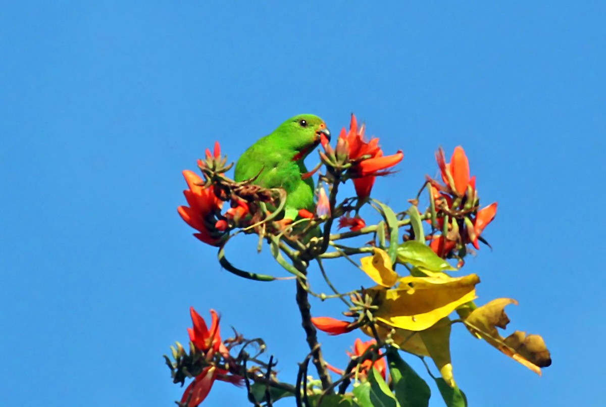 Sulawesi Hanging-Parrot - Phillip Edwards