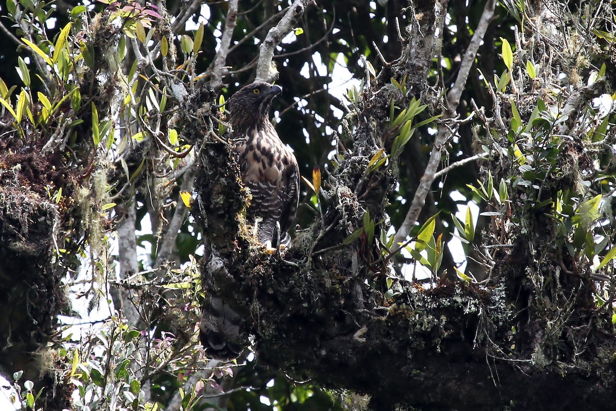 Sulawesi Hawk-Eagle - ML204852881