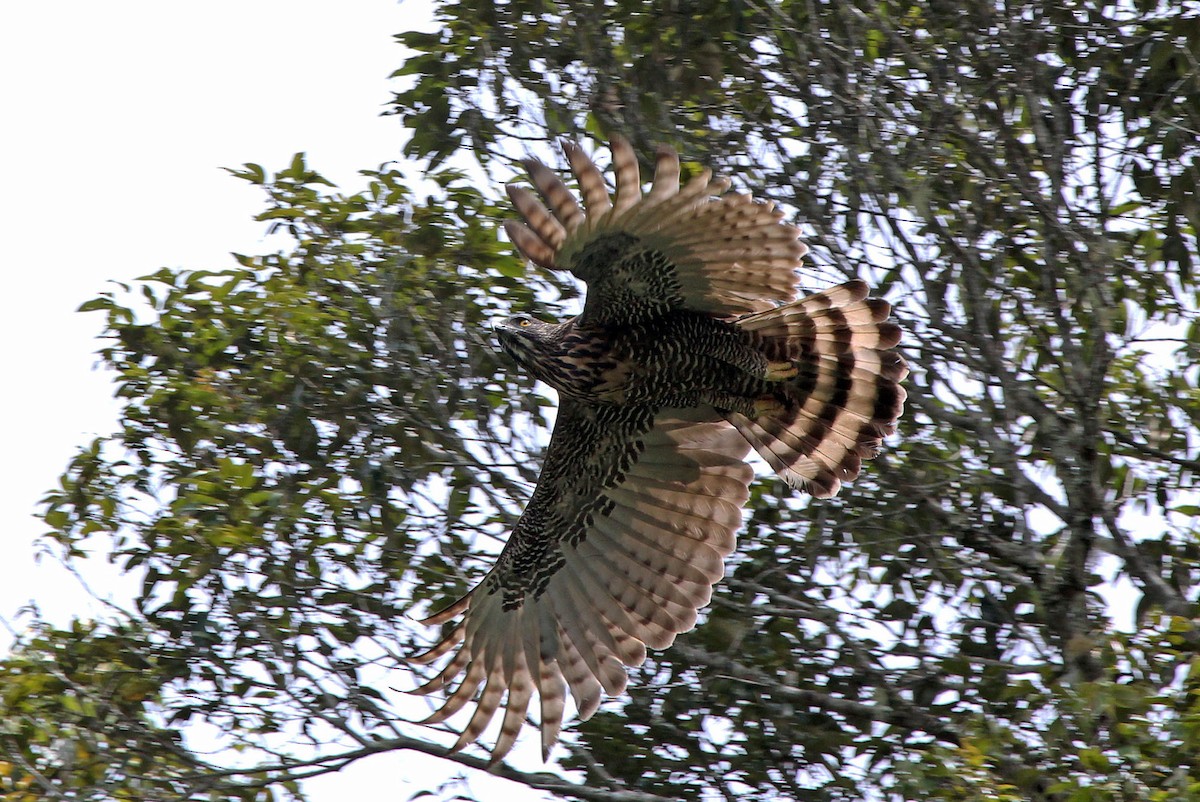 Sulawesi Hawk-Eagle - Phillip Edwards