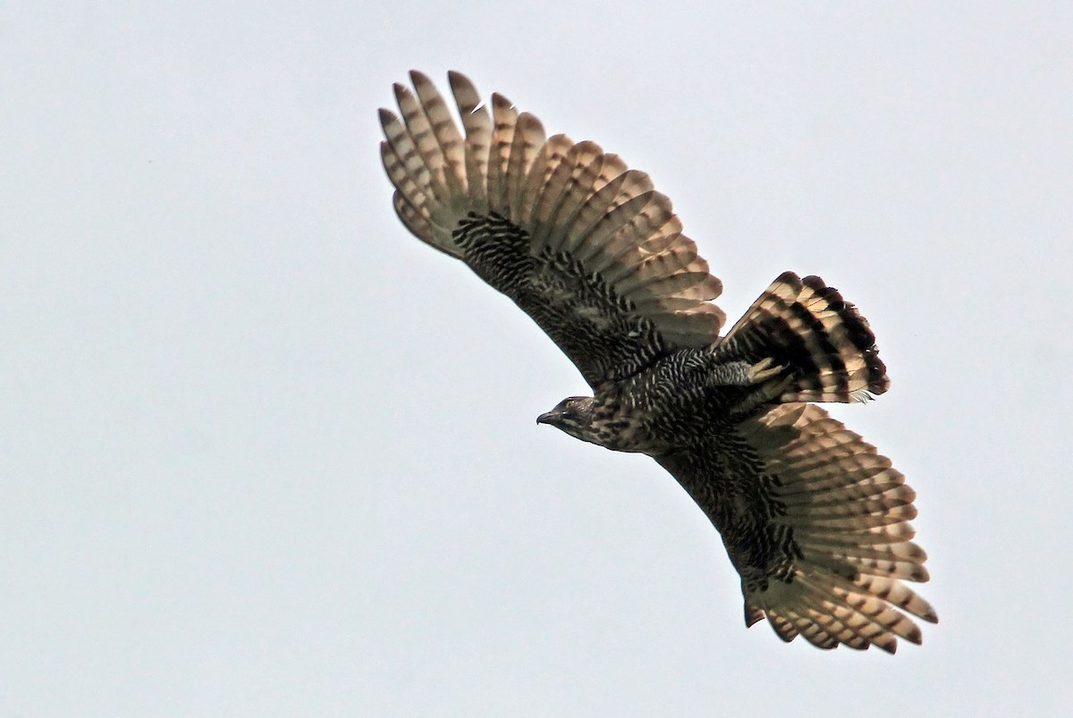 Sulawesi Hawk-Eagle - ML204852911