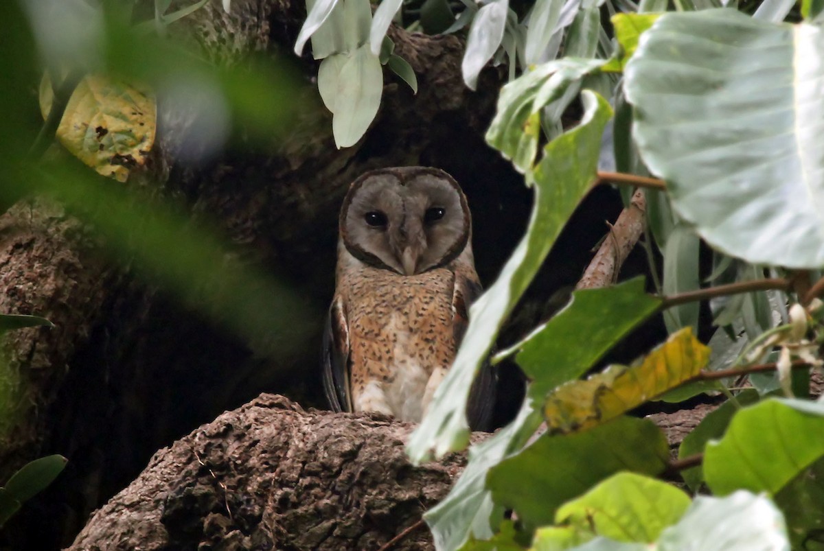 Sulawesi Masked-Owl - Phillip Edwards