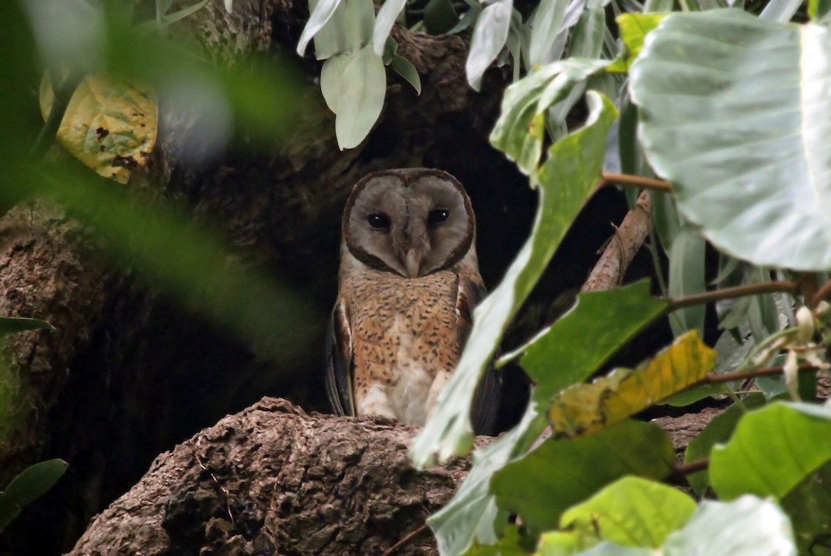 Tasmanian masked Owl (Strix castanops)