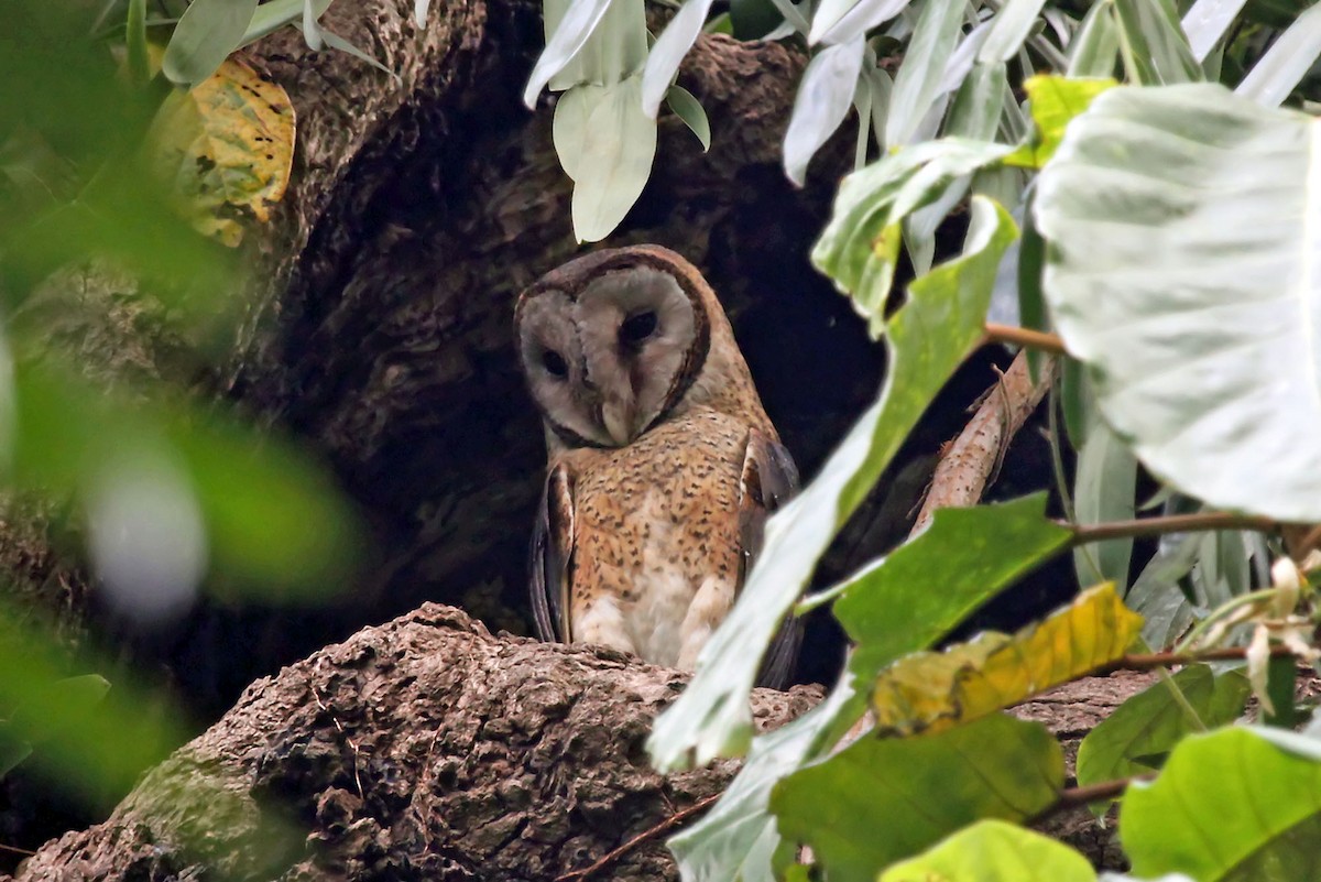 Sulawesi Masked-Owl - ML204852951