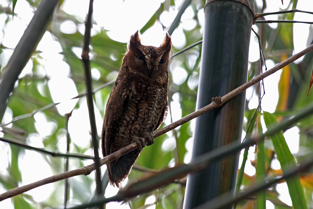 Sulawesi Scops-Owl - ML204852961