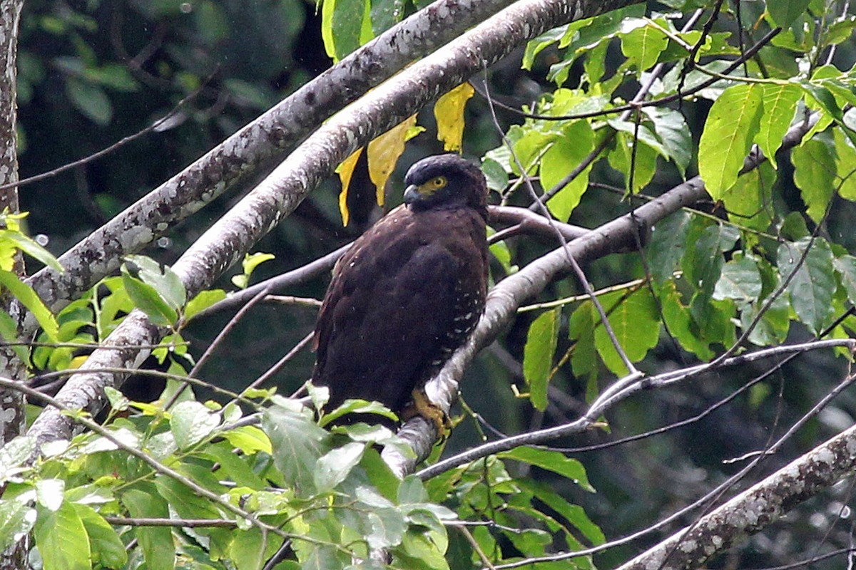 Sulawesi Serpent-Eagle - Phillip Edwards
