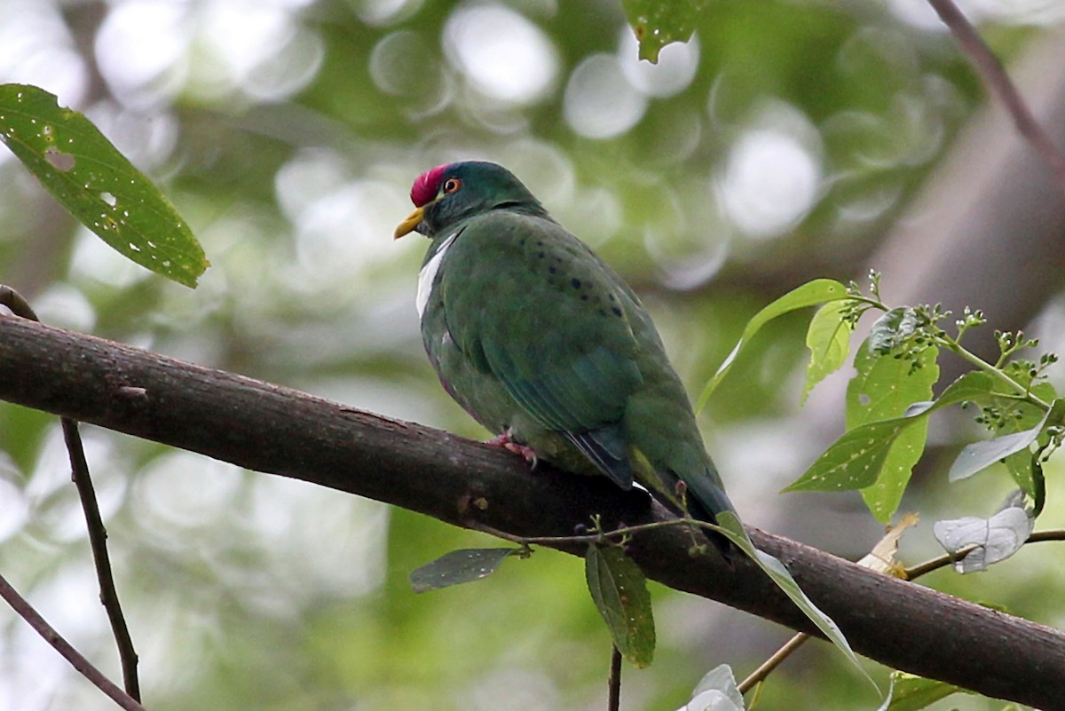 White-breasted Fruit-Dove - ML204853131