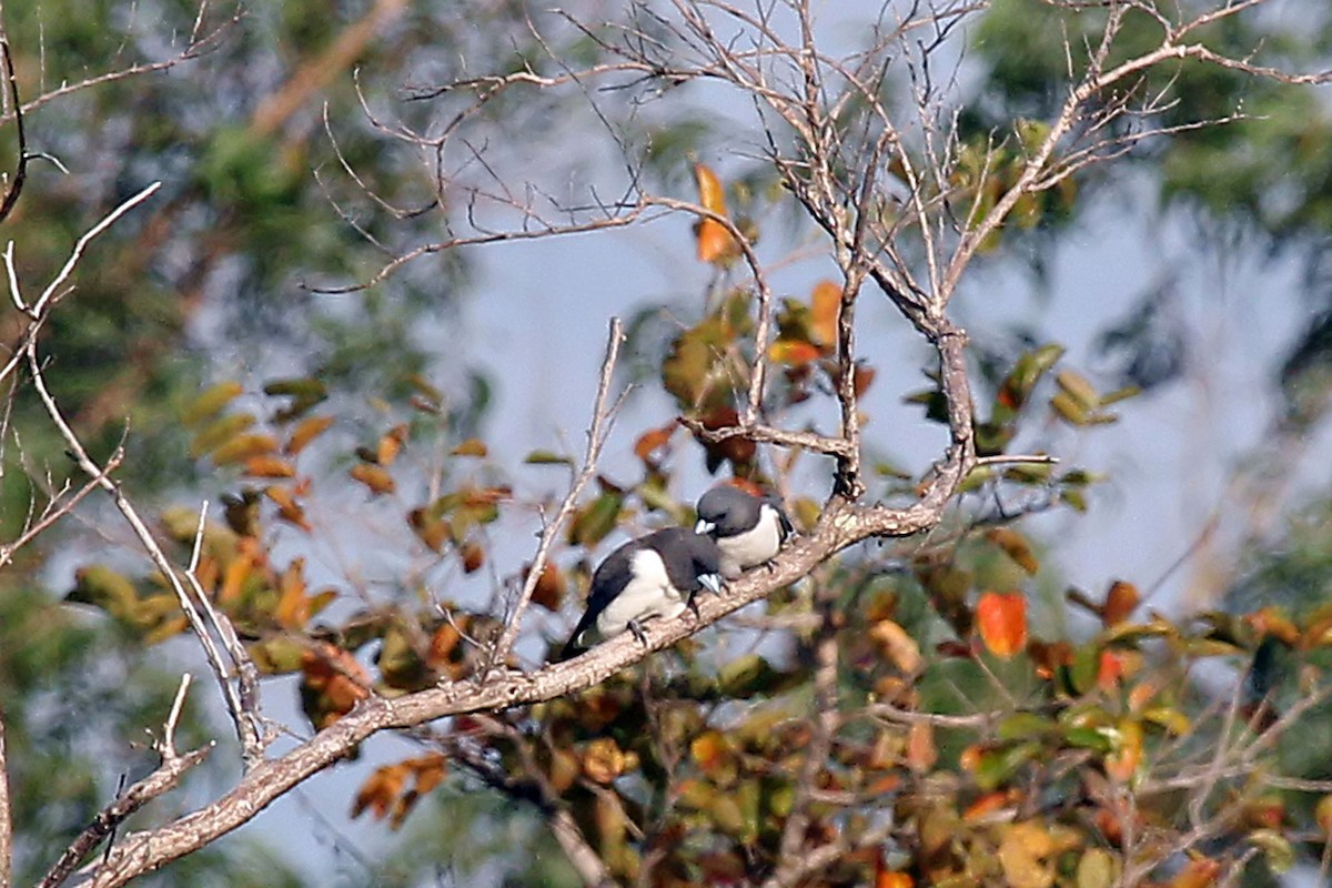 White-breasted Woodswallow - Phillip Edwards