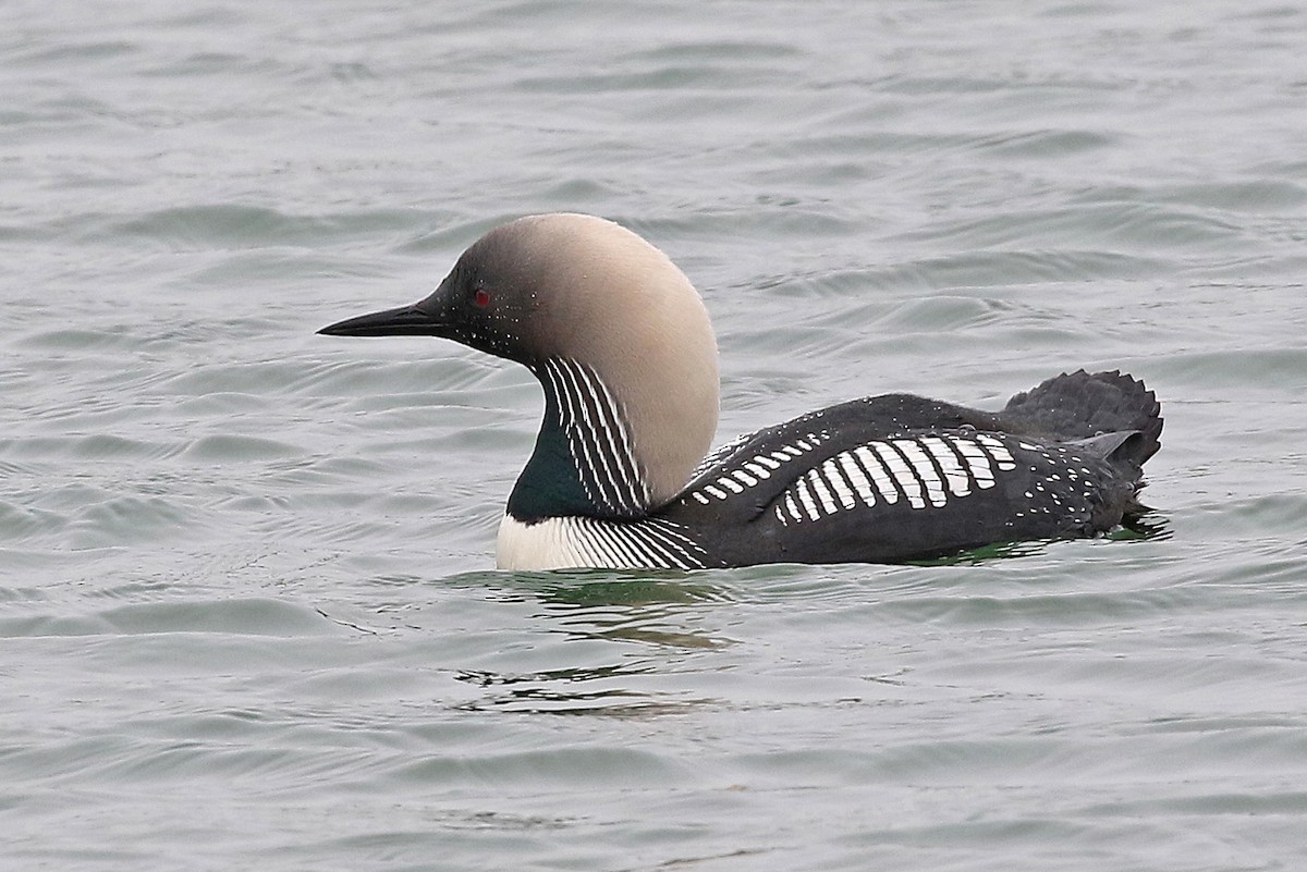 Pacific Loon - Phillip Edwards