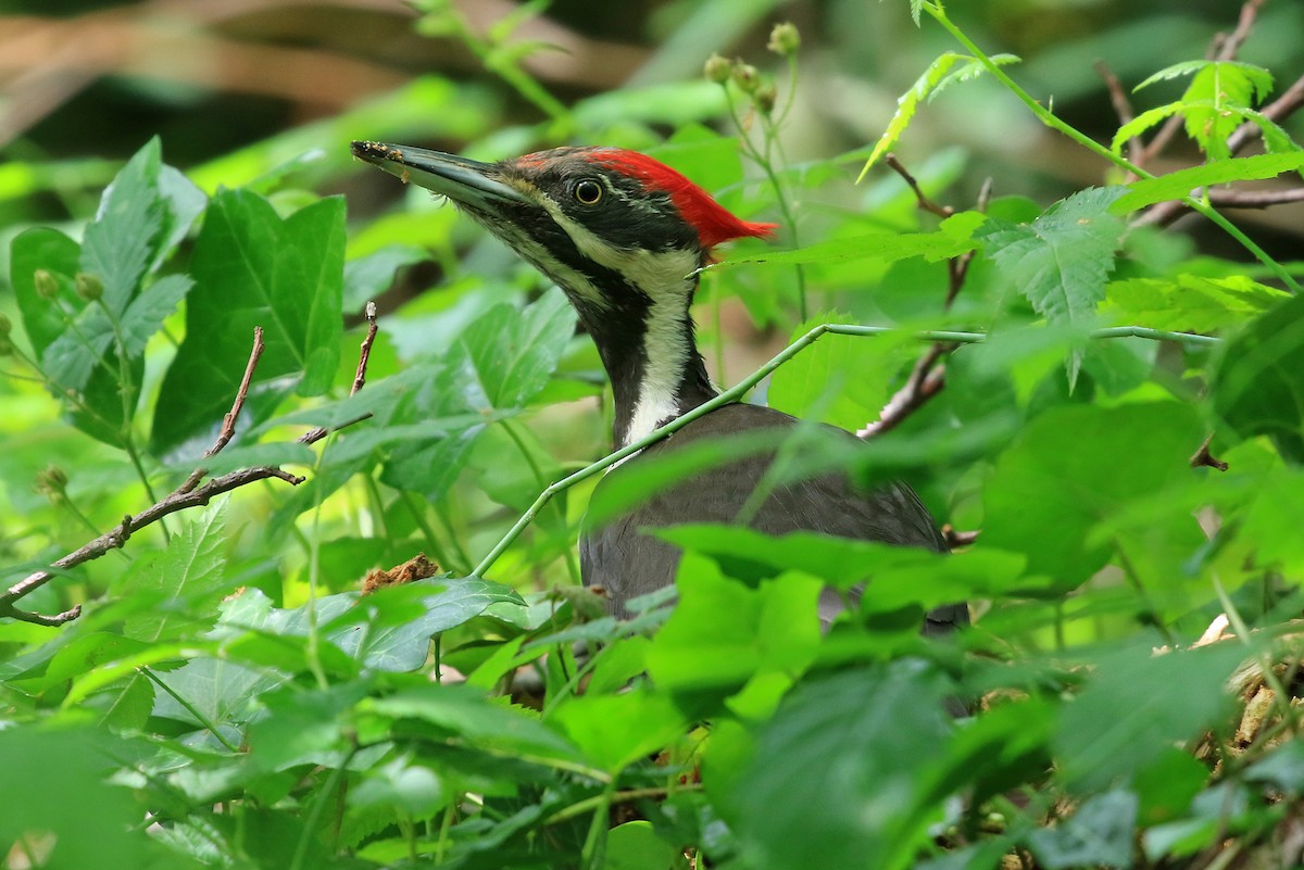 Pileated Woodpecker - Phillip Edwards