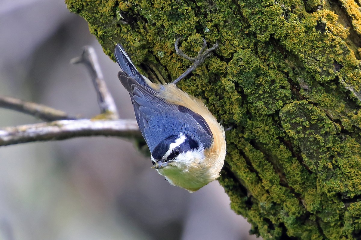 Red-breasted Nuthatch - Phillip Edwards