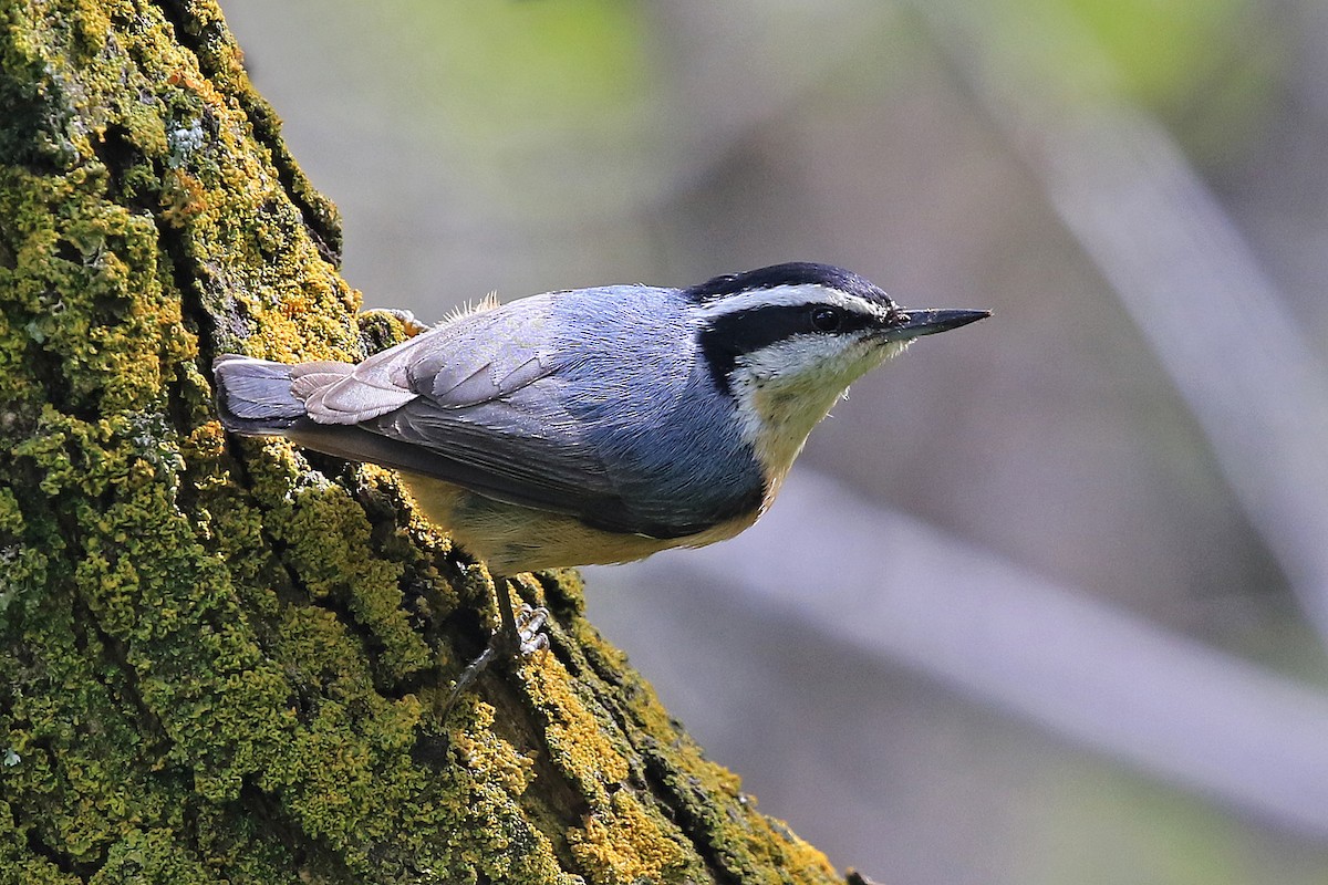 Red-breasted Nuthatch - Phillip Edwards