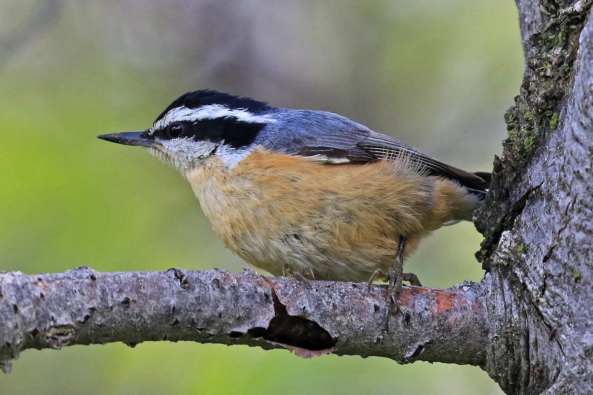 Red-breasted Nuthatch - ML204853451