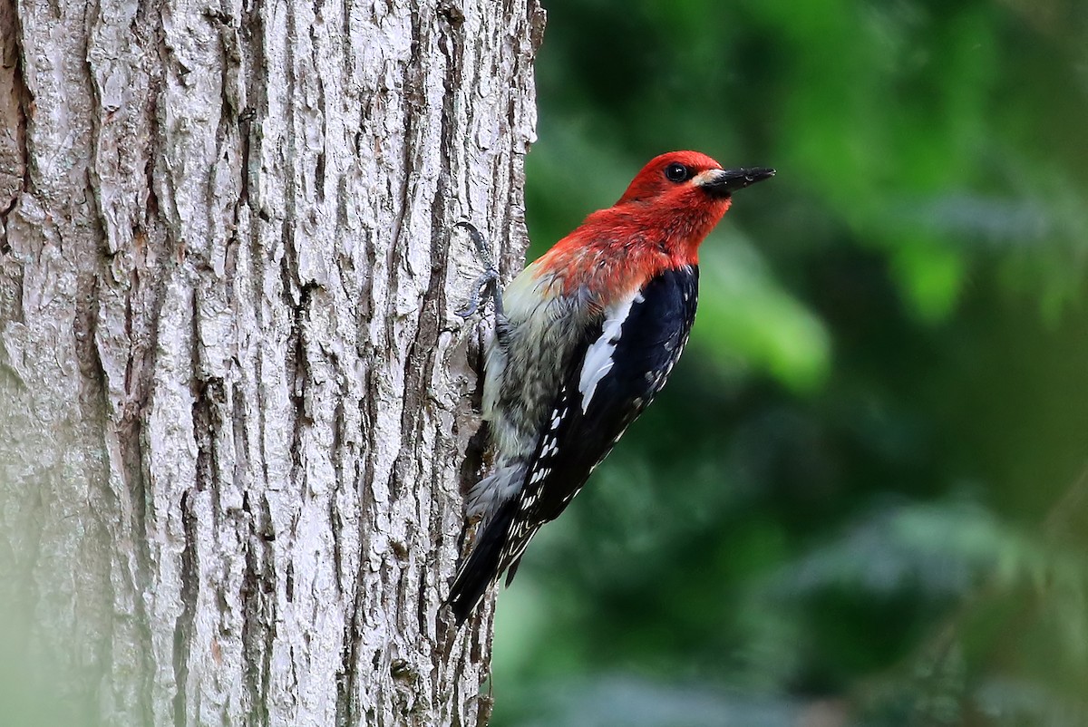 Red-breasted Sapsucker (ruber) - Phillip Edwards