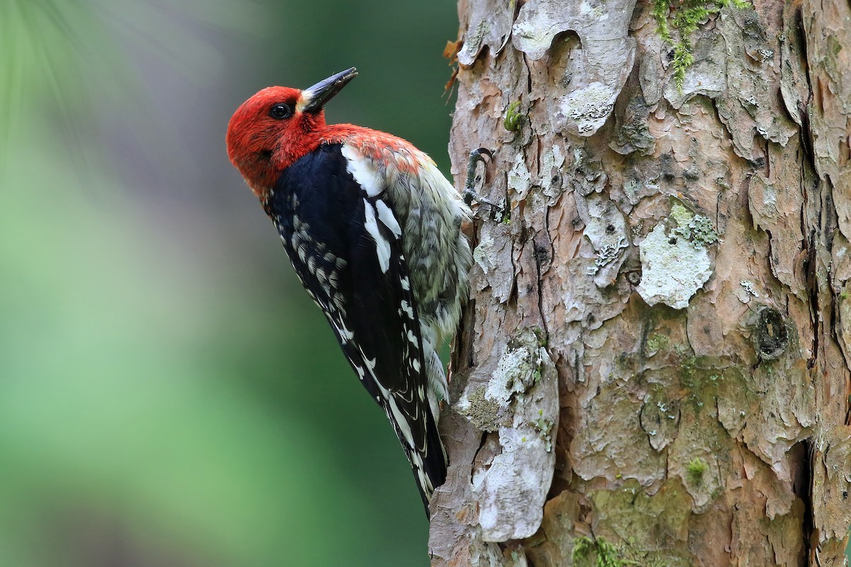 Red-breasted Sapsucker (ruber) - Phillip Edwards