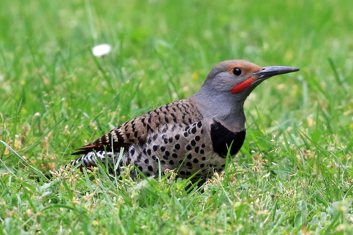 Northern Flicker (Red-shafted) - Phillip Edwards
